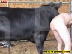 Bull fuck homosexual bestiality in amateurism
